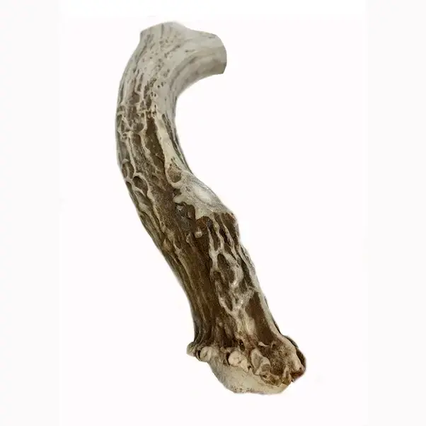 Boone's Chews Jumbo (1 Antler)