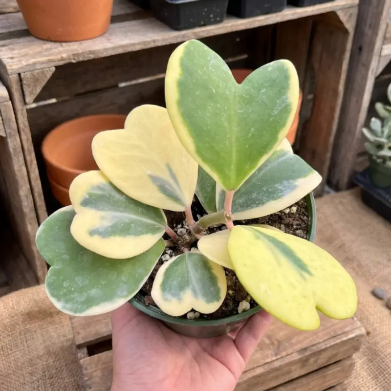 Variegated Heart Leaf Hoya, Variegated Hoya Kerrii, Hoya Kerri, Sweetheart Plant, Live Plant in 2", 4", 6" pot