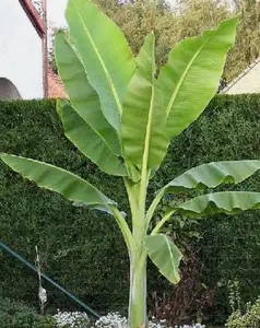 Ensete glaucum | Snow Banana | 5_Seeds
