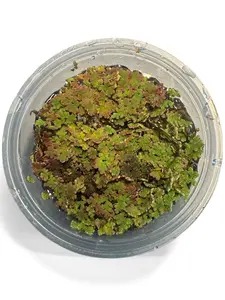 BOGO Azolla (Fairy Moss) – Live Nano Floating Aquarium Plant