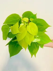Philodendron Hederaceum 'Lemon' - 6" Pot