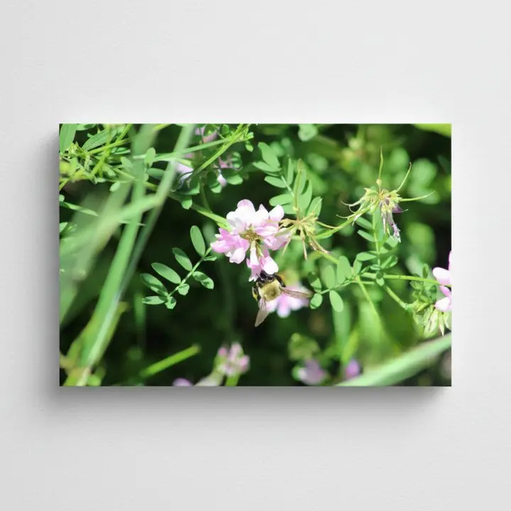 Bumblebee on Securigera varia, Print
