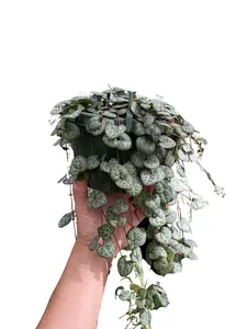 LJ Plant Nursery - String of Hearts - (CEROPEGIA WOODII) - 5'' Hanging Basket