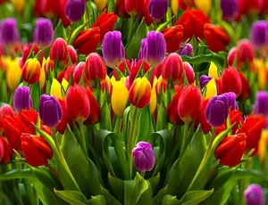 50 Mixed Color Tulip Seeds Fragrant Flower Plant (much less money than bulbs) - FRESH SEEDS - Limited Supply - Order Soon - Thank You