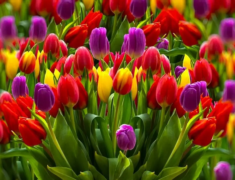 50 Mixed Color Tulip Seeds Fragrant Flower Plant (much less money than bulbs) - FRESH SEEDS - Limited Supply - Order Soon - Thank You