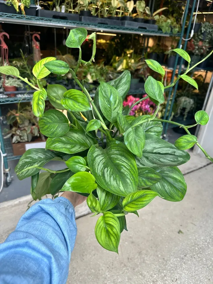 Scindapsus officinalis - 6" pot