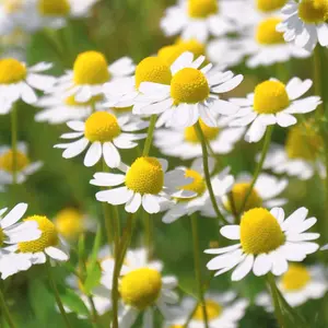 Herbal Healing Seed Bundle