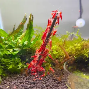 Shrimp Lollies – Handmade In-USA High-Quality Mineral-Rich Treats for Freshwater Shrimps & Aquatic Invertebrates