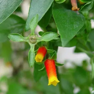Candy Corn Vine Rooted Starter Plant about 2 inches tall  RARE