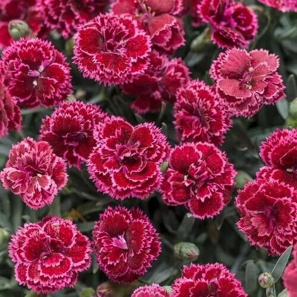 Green River 100 Black Cherry Carnation Seeds - Carnation Flowers Planting Seeds In Deep Ruby Tones, Perennial Flower Seed Pack For Borders, Fancy Garden Mixes, Patio Containers, And Summer Floral Beds With Elegant Appeal