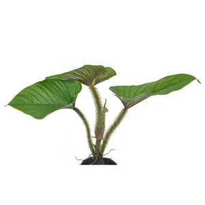 Philodendron serpens - seedling