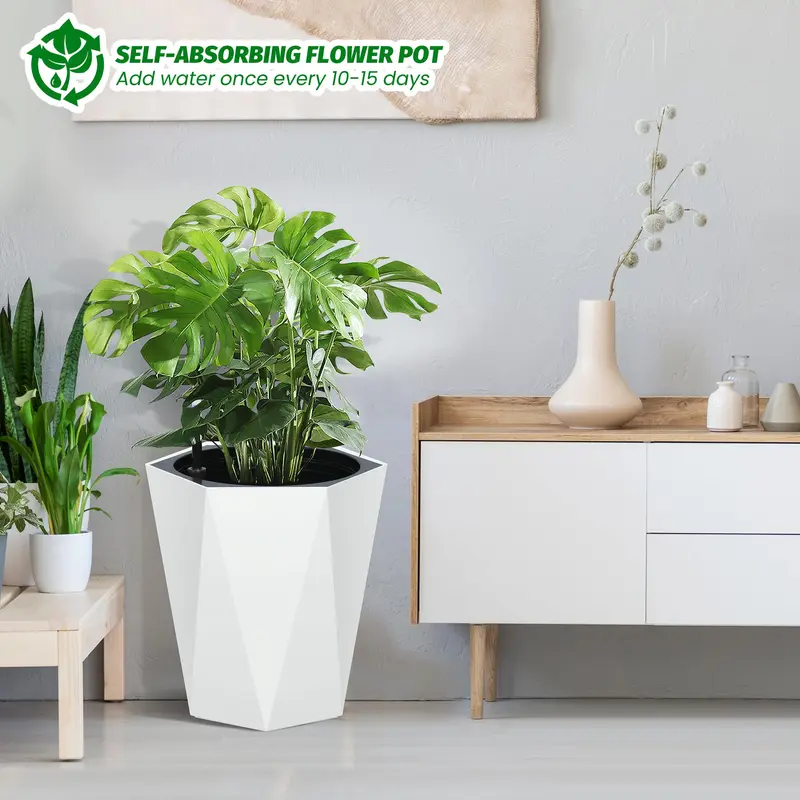care for dieffenbachia maculata camille Dieffenbachia 'Camille'
