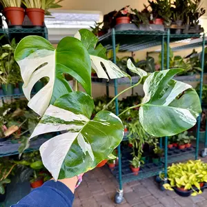 4” Monstera albo - high variegation!