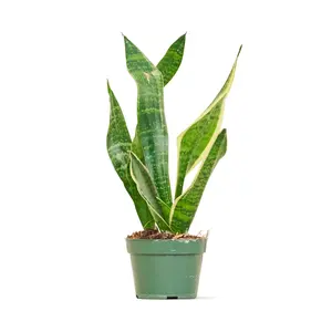 Snake Plant 'Laurentii', Small
