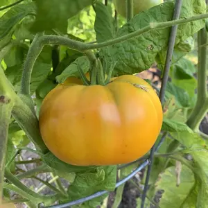 Organic Brandywine Yellow Tomato Seeds (Solanum lycopersicum) – Heirloom Beefsteak Variety, Mild and Sweet, Ideal for Fresh Eating – 15+ Seeds