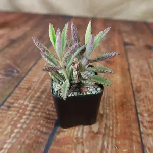 Pink Mother of Thousands Plant - Kalanchoe ‘Pink Butterflies’