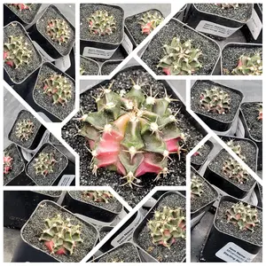 You Pick Live - Gymnocalycium Mihanovichii Bubblegum Clone Cactus in a 2" Pot, Limited Availability, amazing items! from The Pioneer Nursery