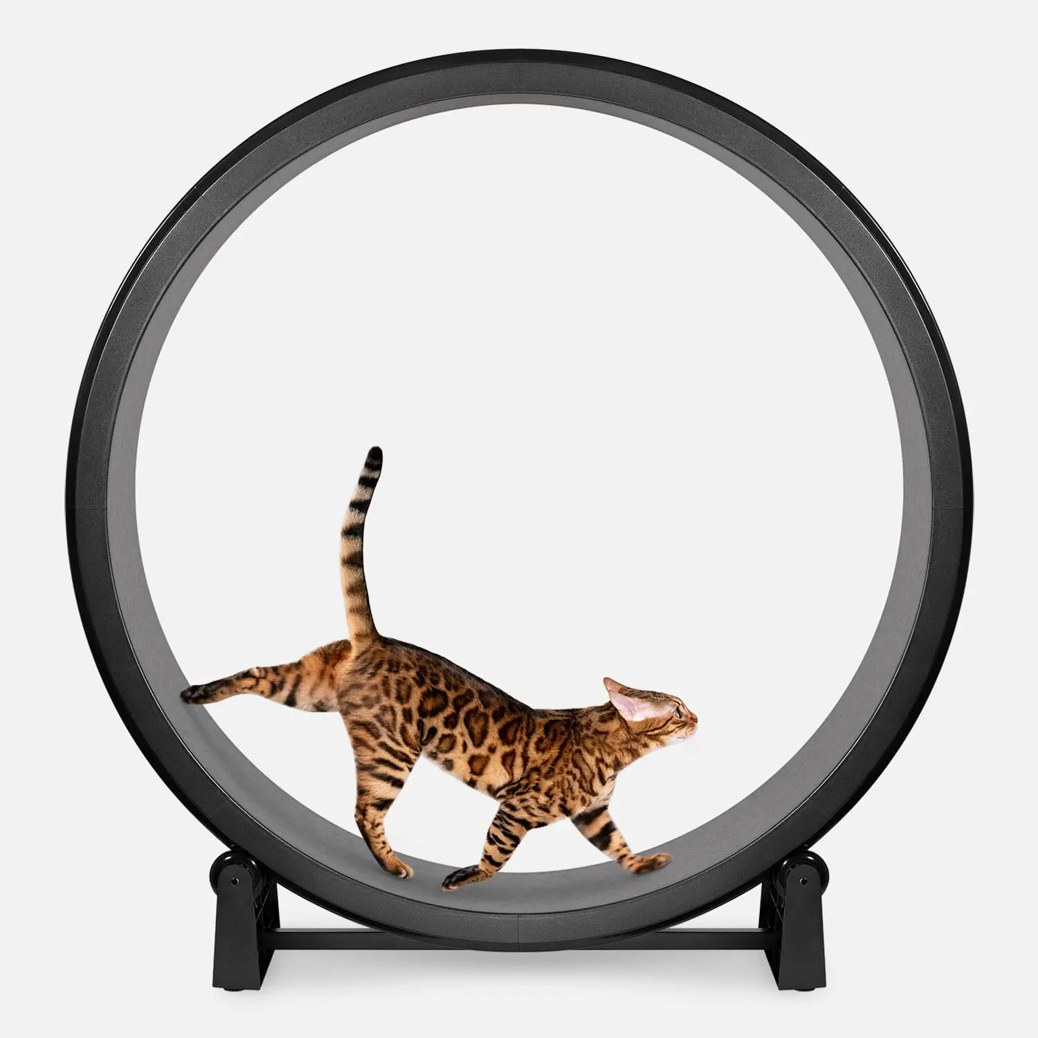 Cat Exercise Wheel Cat Exercise Wheel