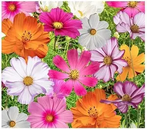 Bulk 100 Cosmos Seeds for Outdoor Garden, Colorful Cosmos Flower Seeds for Backyard Landscaping, Easy to Grow Tall Annual Flowers, Great for Pollinator Gardens, Seeds Only Not Live Plants