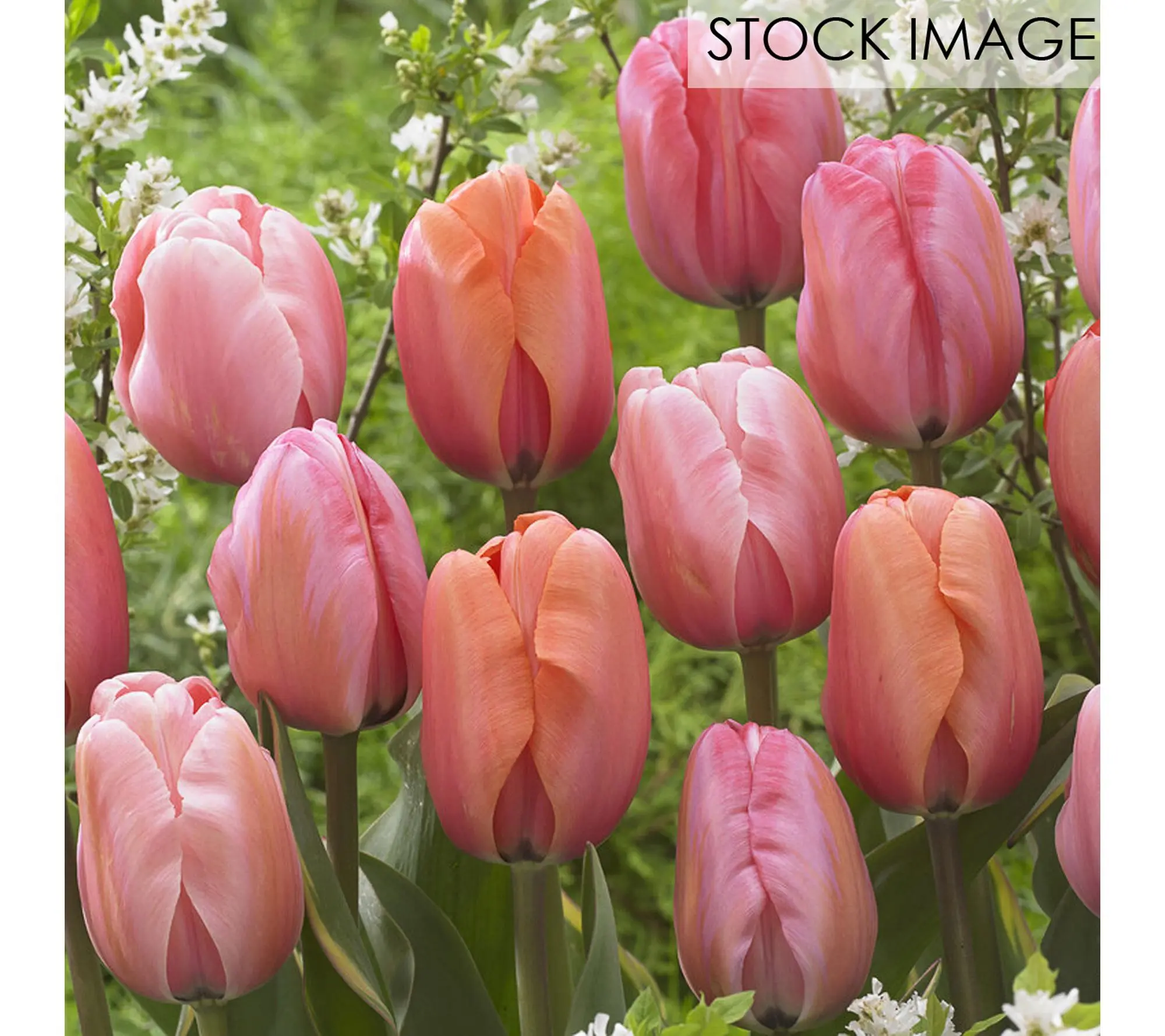 Van Zyverden Tulips Impression Mixture Set of 25 Bulbs