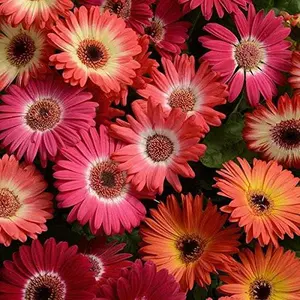 1000+pcs seeds of perennial two-color gerbera mixed with seeds, adding color and beauty to outdoor spaces
