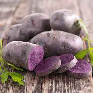 TomorrowSeeds - Adirondack Blue Seed Potatoes USDA Certified For Growers Sz B Purple Potato Seeds -  Bulbs Planting