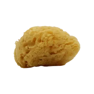 Natural Sea Sponge