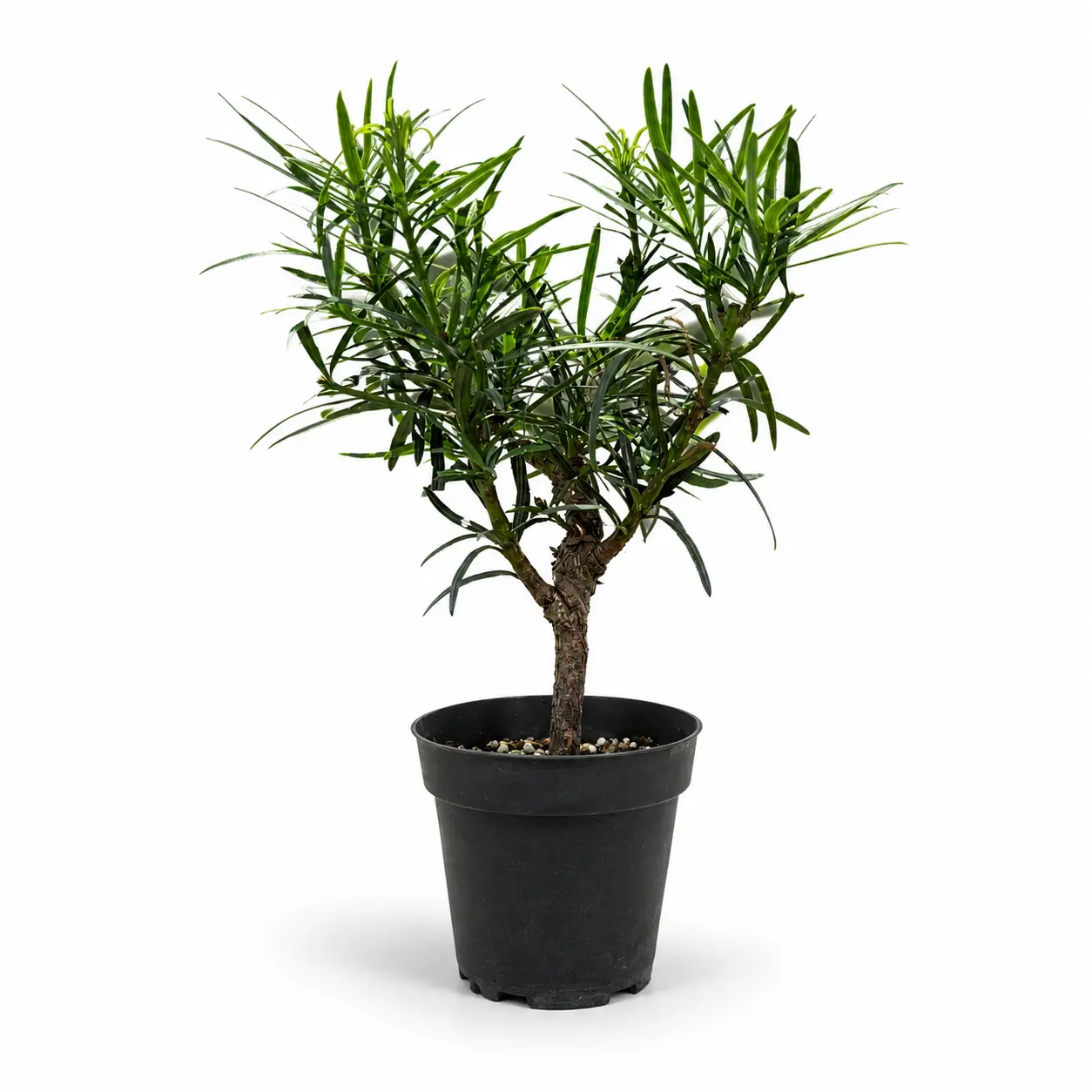 Podocarpus Live in 4"Pot - Pre-Bonsai