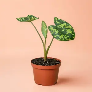 Caladium (Alocasia) Hilo Beauty – Indoor Live Plant, Rare Spotted Caladium, Camouflage-like Leaves, Medium, Bright Light & Humidity Lover Variegated Houseplant