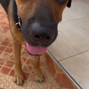 Women's Solid Color Drop Waist Thong, Soft Breathable Panty for Daily Wear, Women's Fashion Comfy Underwear for All Seasons