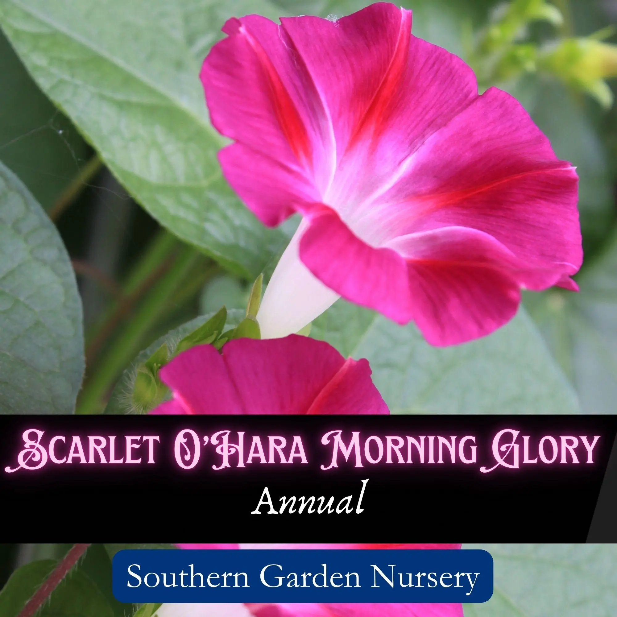 Pink Morning Glory Flower Seed Pack, "Scarlet O'Hara" Tropical Vining Flowers, Easy-to-Grow Heirloom Variety for Hummingbird Garden and Pollinator-Friendly Garden