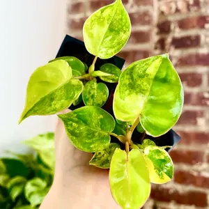 Philodendron Billietiae Variegated Starter Plant (Plug) - Grower’e Choice
