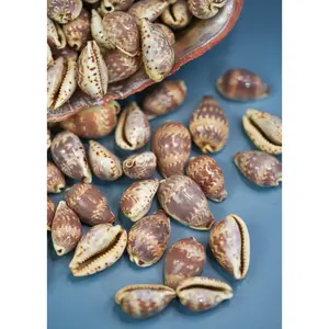 Day-Break Cowrie Shells: 10 pcs of Zig Zag Cowry Shell