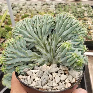 Myrtillocactus geometrizans Crested 'Elite'