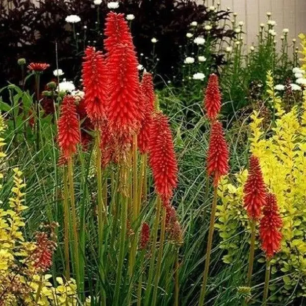 Green River 25 Bright Red Hot Poker Torch Lily Flower Seeds - Flower Seed Pack, Perennial Flower, Kniphofia, Cottage Garden, Deer-Resistant