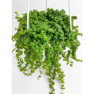 Pilea Depressa 'Baby Tears'