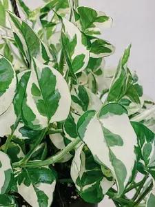 Pothos Pearls and Jade - 3 Cuttings - Devil’s Ivy Indoor House Plant Variegated