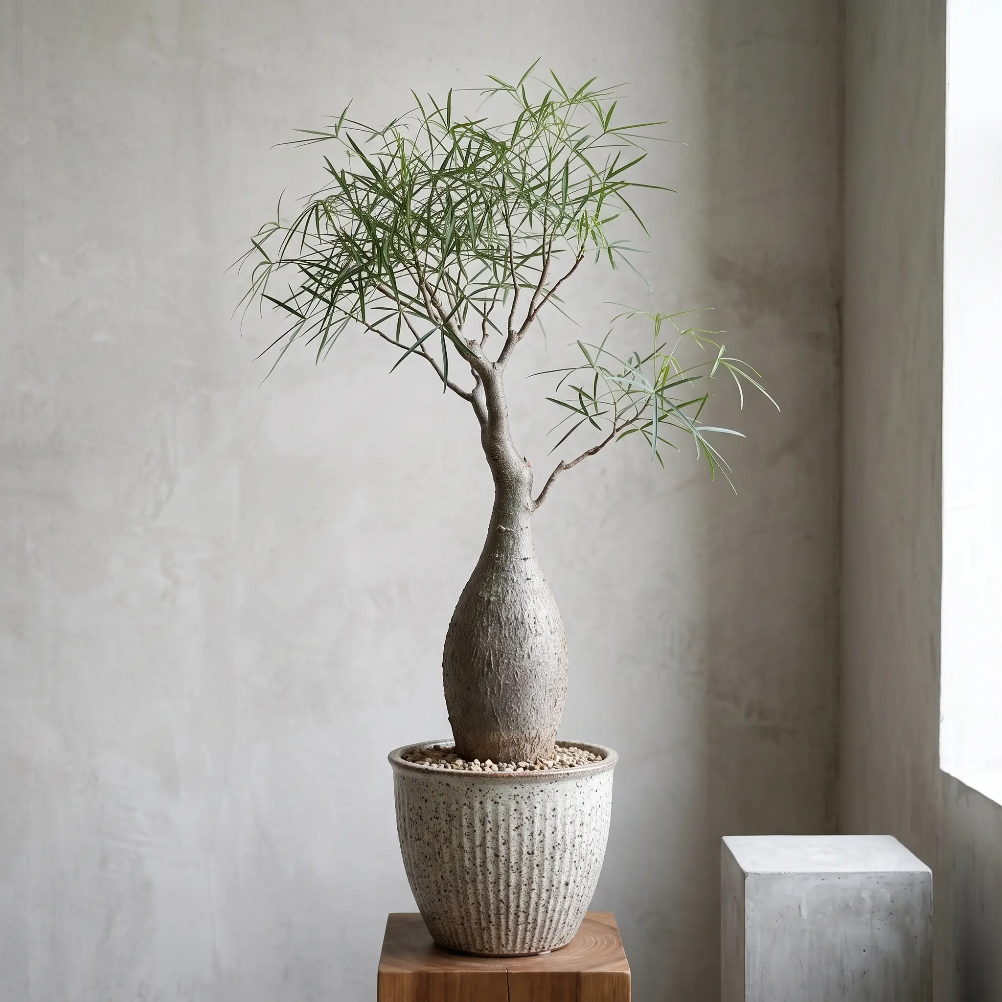 Brachychiton Rupestris Queensland Bottle Tree Live Ornamental Caudiciform Plant Indoor Outdoor Garden Decor