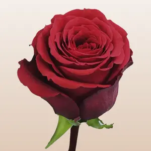 Undercover Red Roses Fresh Premium Imported from Ecuador