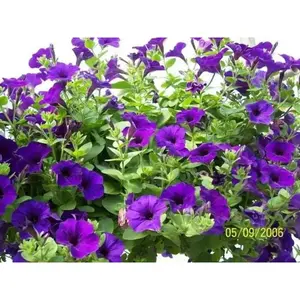 Petunia Seeds Petunia nana compacta (Purple) Wildflower (100 Seeds) Heirloom Excellent for baskets and containers.