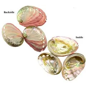 Abalone Shell Incense Burner 2" - 3"