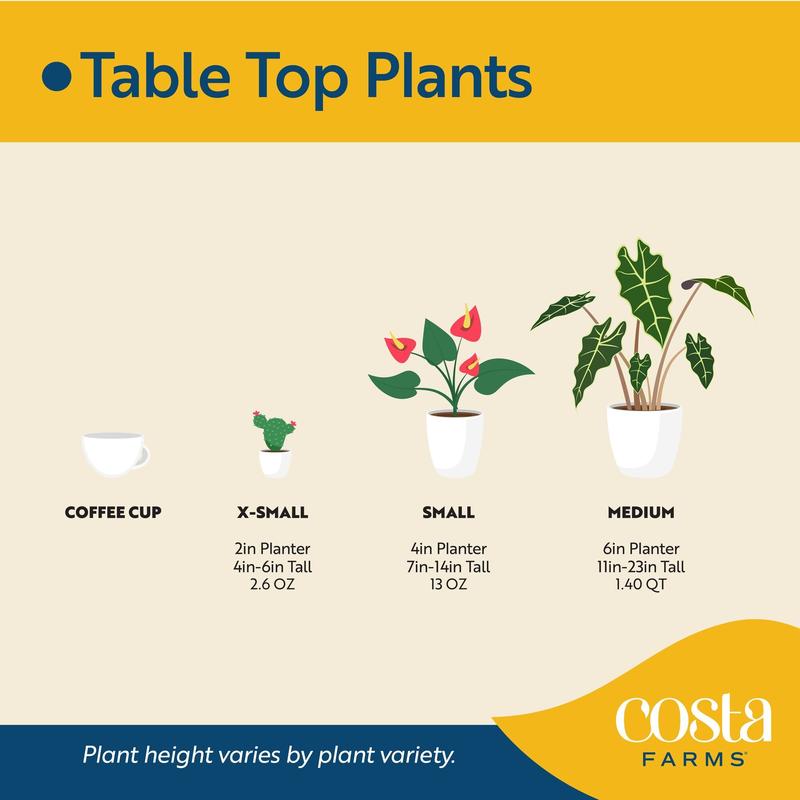 Grower's Choice Epipremnum | medium