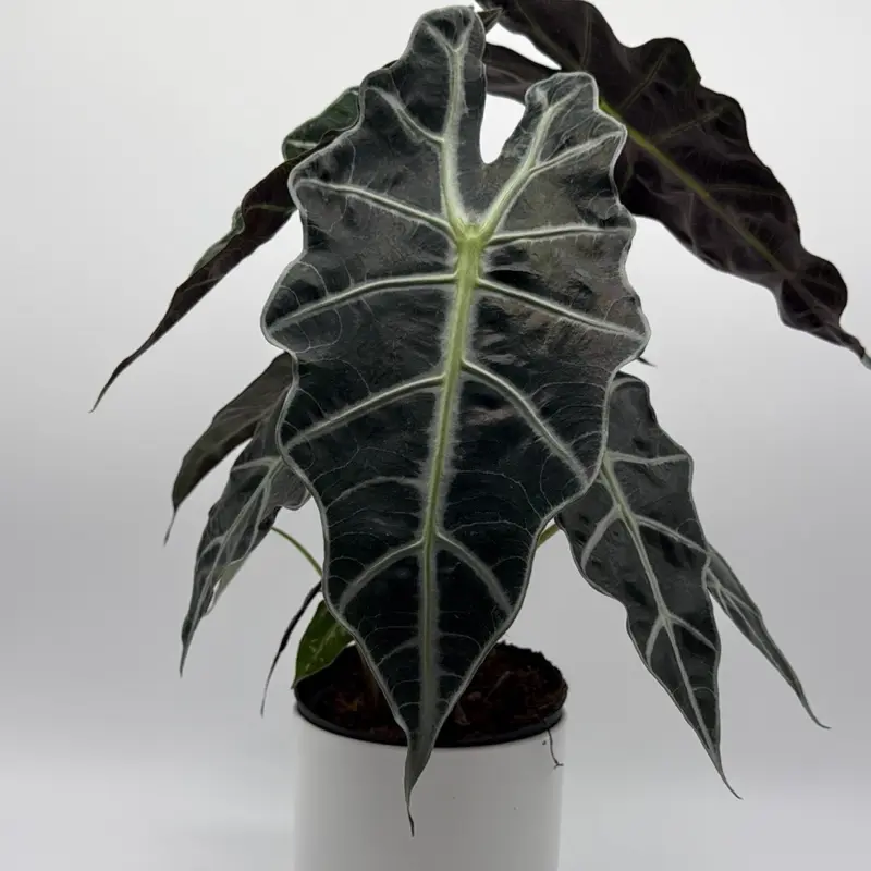 Xl Alocasia Polly 6" Pot - Unique Green Leaves with Bold White Veins - Beginner-Friendly