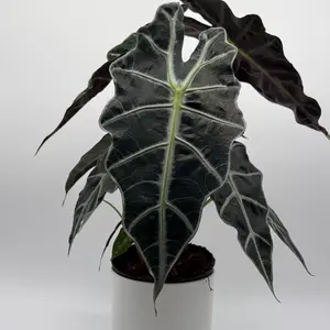 Alocasia Polly 6" Pot - Unique Green Leaves with Bold White Veins - Beginner-Friendly