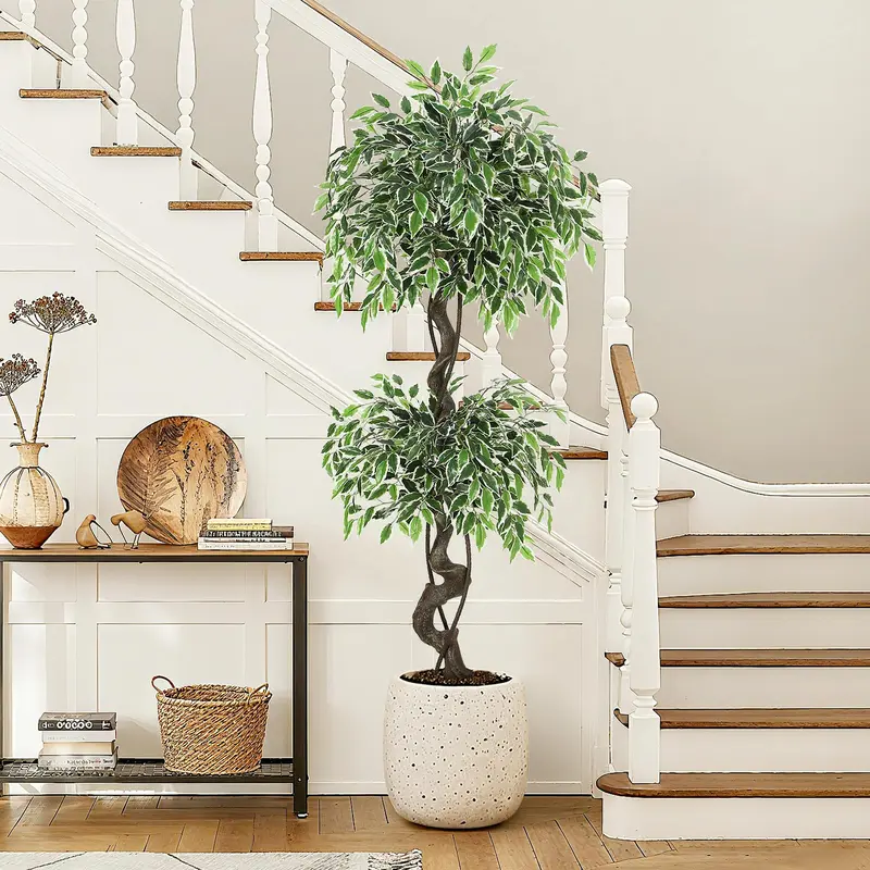 inside house plant Simply Trees Dracaena Lisa Indoor Houseplant (4-5 Feet), Easy to Maintain Air Purification Plant, Great Low-Maintenance Office Decor, Living Room
