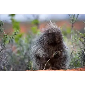 Trendy Poster-Porcupine Cute Funny Kids Room Decor Home Decor Art Print Poster 16x24 Decoration Photo Ornaments Wall Artistic