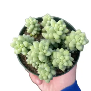 4” donkey tail burrotail succulent outdoor or indoor sculpture full