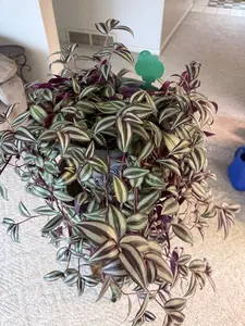 Silver Tradescantia Cuttings – 4 Fresh 6” Stems from My Home Nursery