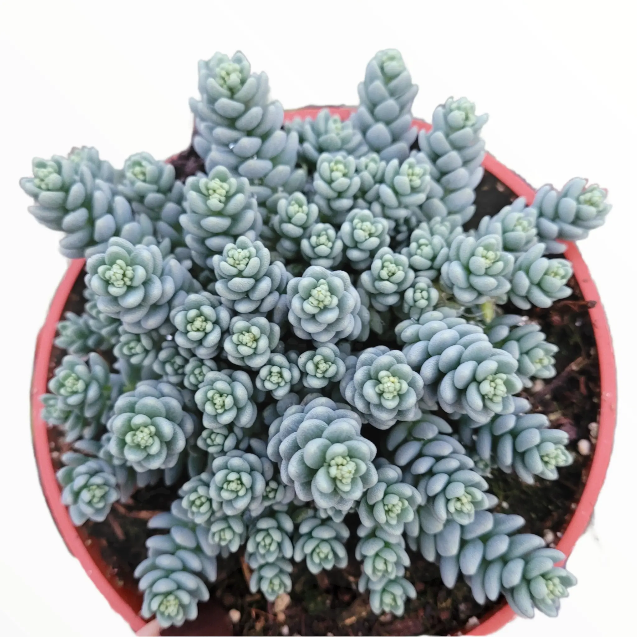 Sedum dasyphyllum 'Himalayan Skies' Sedum dasyphyllum 'Himalayan Skies'