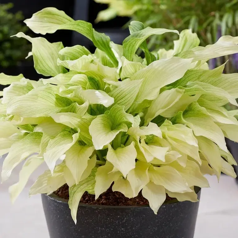 1000PCS White Hosta Seeds – Elegant Shade Perennial with Pure White Foliage, Perfect for Garden Borders & Pots